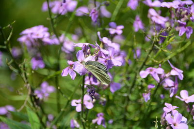 Close-up of green butterfly pollinating on purple flower