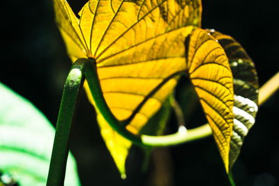 Close-up of yellow leaf