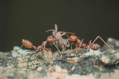 Close-up of ants hunting spider on rock