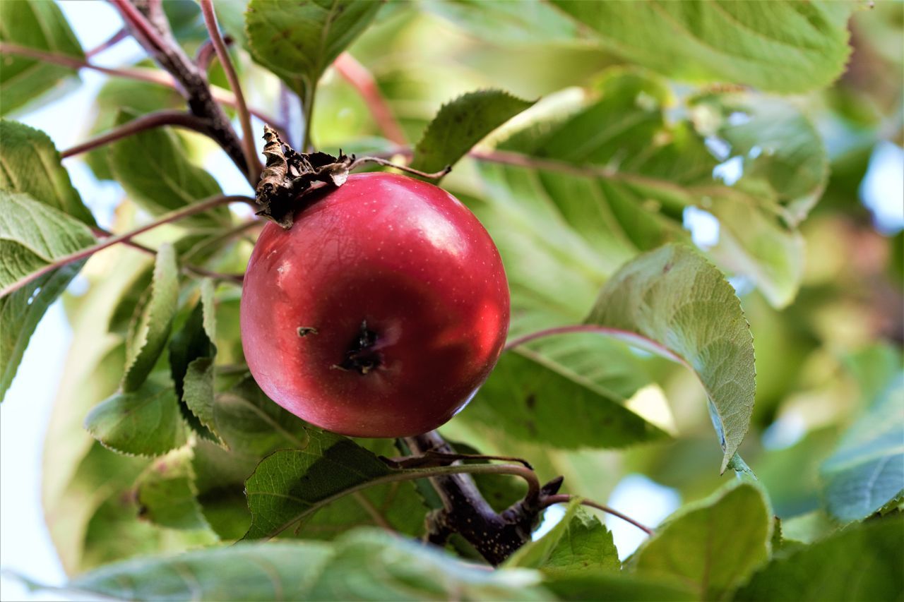 CLOSE-UP OF APPLES ON PLANT