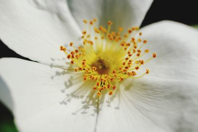 Close-up of white flower