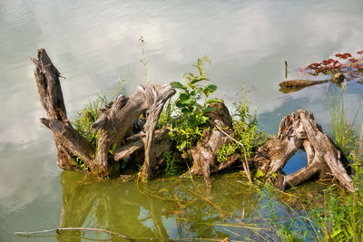 High angle view of turtle in lake