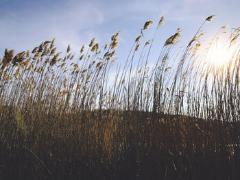 Close-up of plants against sky