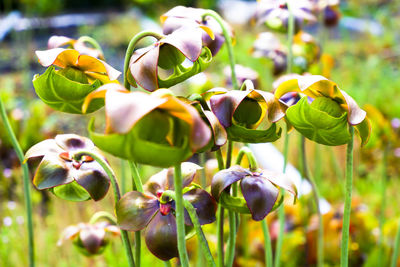 Close-up of flowering plant
