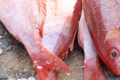 Close-up of fish for sale in market