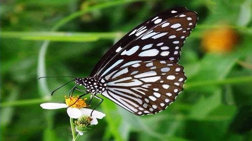 Close-up of butterfly pollinating on flower