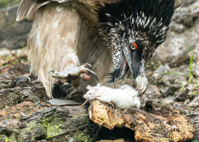 Close-up of bird