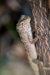 Close-up of lizard on tree trunk