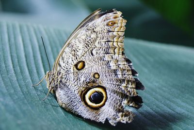 Close-up of butterfly on flower