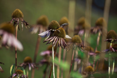 Close-up of wilted flowers outdoors