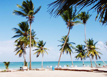 Palm trees on a tropical beach in the caribbean