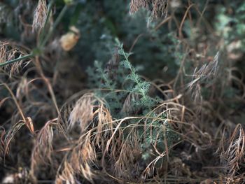 Close-up of dried plant on field