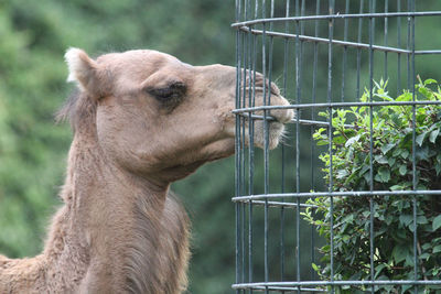 Close-up of camel by cage