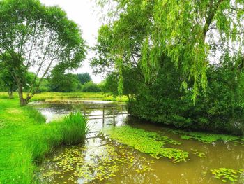 Scenic view of lake in forest