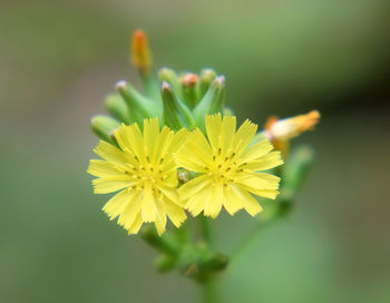 Close-up of yellow flower