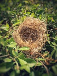 Close-up of plant in nest