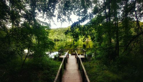 Footbridge amidst trees in forest