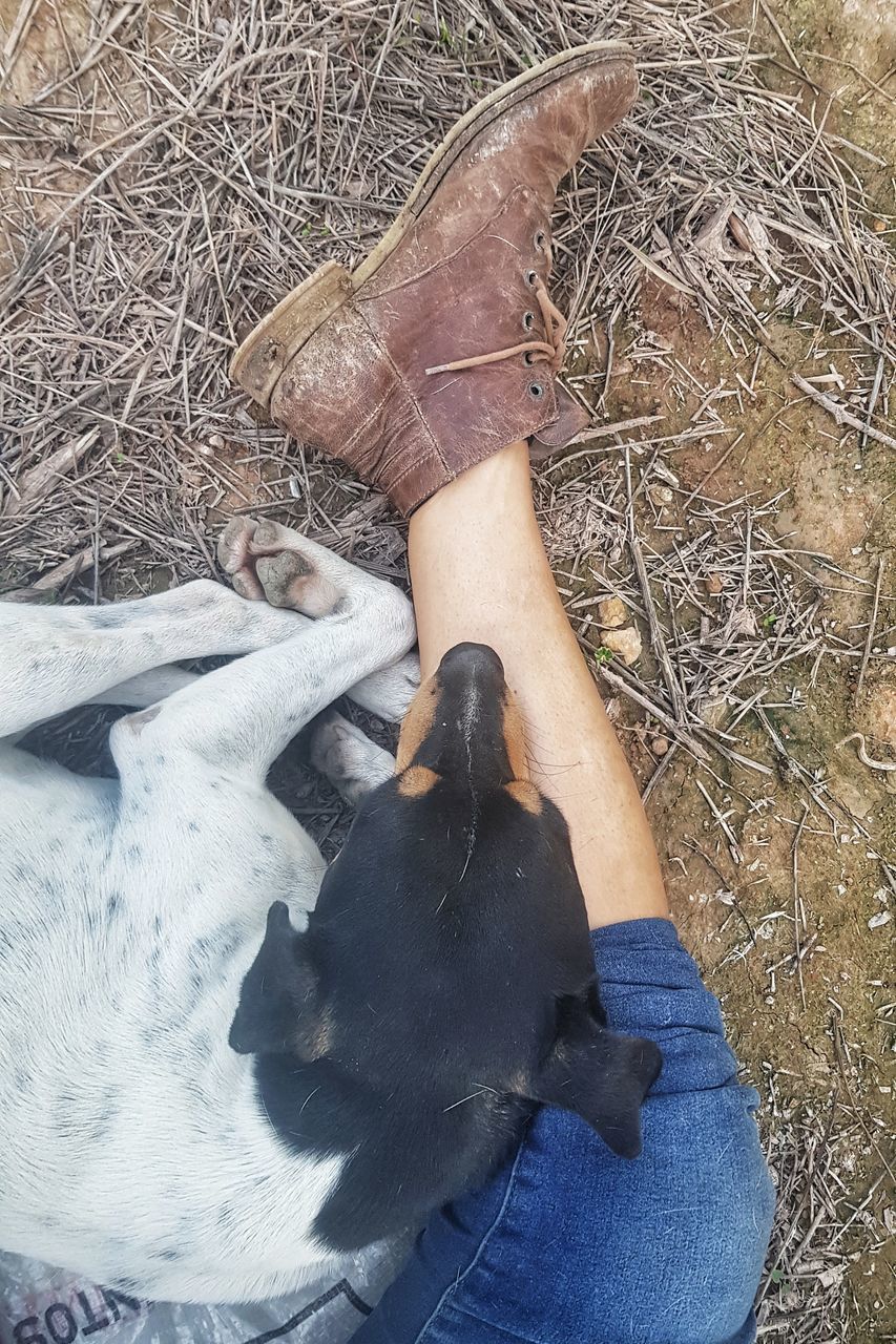 HIGH ANGLE VIEW OF PERSON WITH DOG ON FLOOR