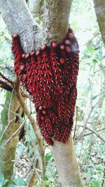 Close-up of fruits on tree