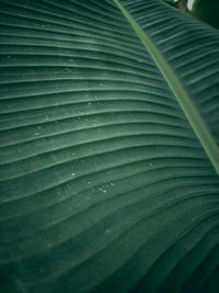 Full frame shot of palm leaves