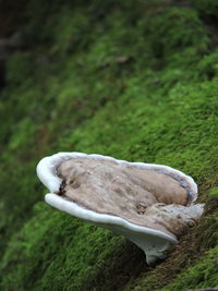 Close-up of mushrooms on field