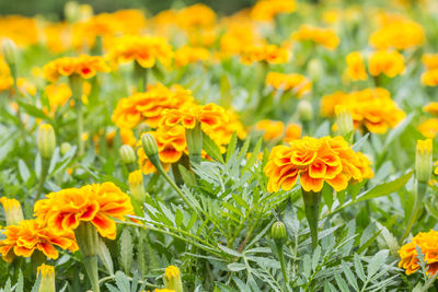 Close-up of yellow flowers