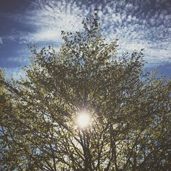 Low angle view of trees against sky