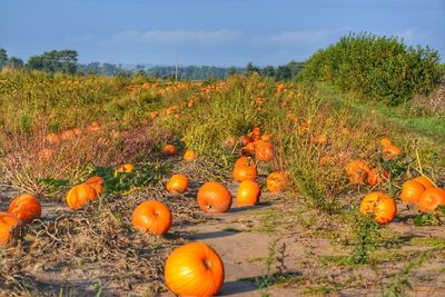 View of pumpkins in field