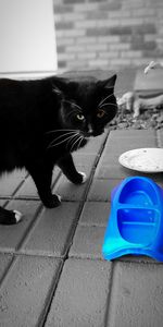 Close-up of a cat sitting on footpath