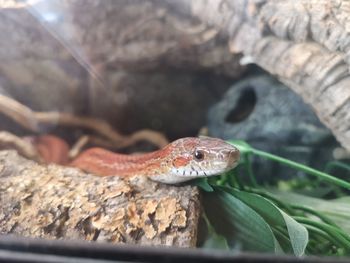 Close-up of lizard on rock