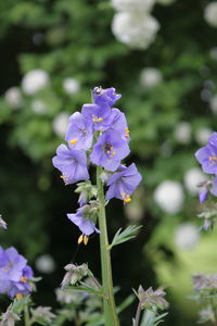 Close-up of purple flowering plant