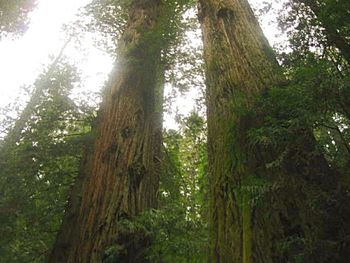 Low angle view of trees in forest