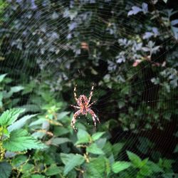 Close-up of spider on web