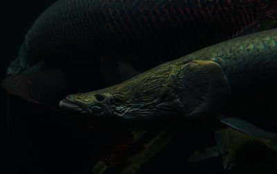 Close-up of fish swimming in sea