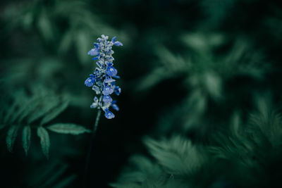 Close-up of purple flowering plant