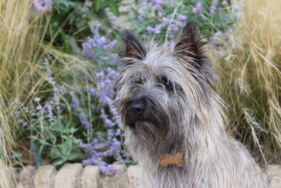 Close-up portrait of a dog