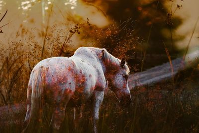 Double exposure photography of a white horse in the summer sunset