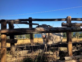 Horse on wooden post against blue sky