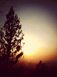 Silhouette of trees at sunset