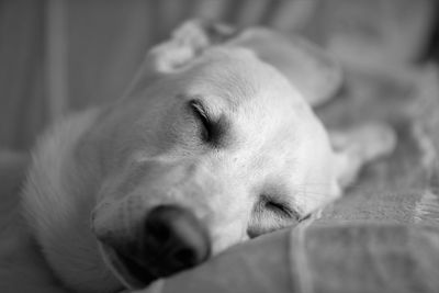 Close-up of dog sleeping