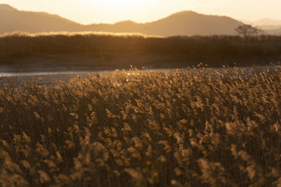 Scenic view of field against sky during sunset