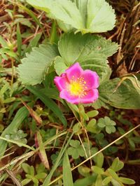 Close-up of pink flowers blooming outdoors