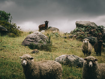 Sheep in a field