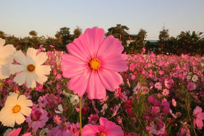 Close-up of pink cosmos flowers growing in field