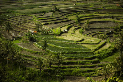 High angle view of agricultural field