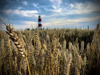 Wheat field against sky