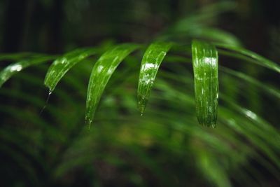 Close-up of wet plant