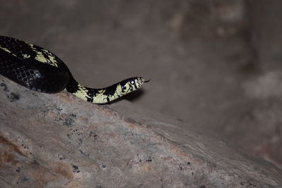 Close-up of snake on the rock