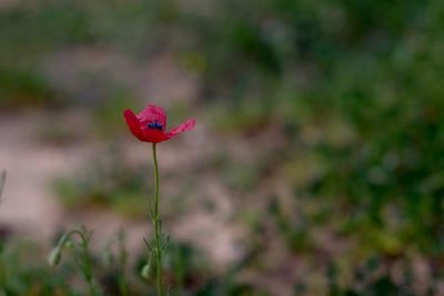 Close-up of red flower against blurred background