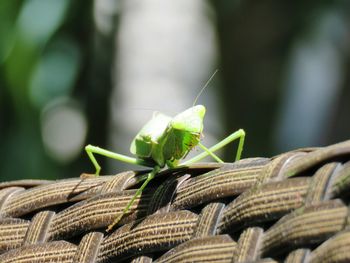 Close-up of lizard on plant